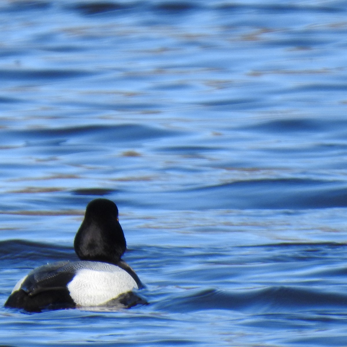 Lesser Scaup - ML617533426