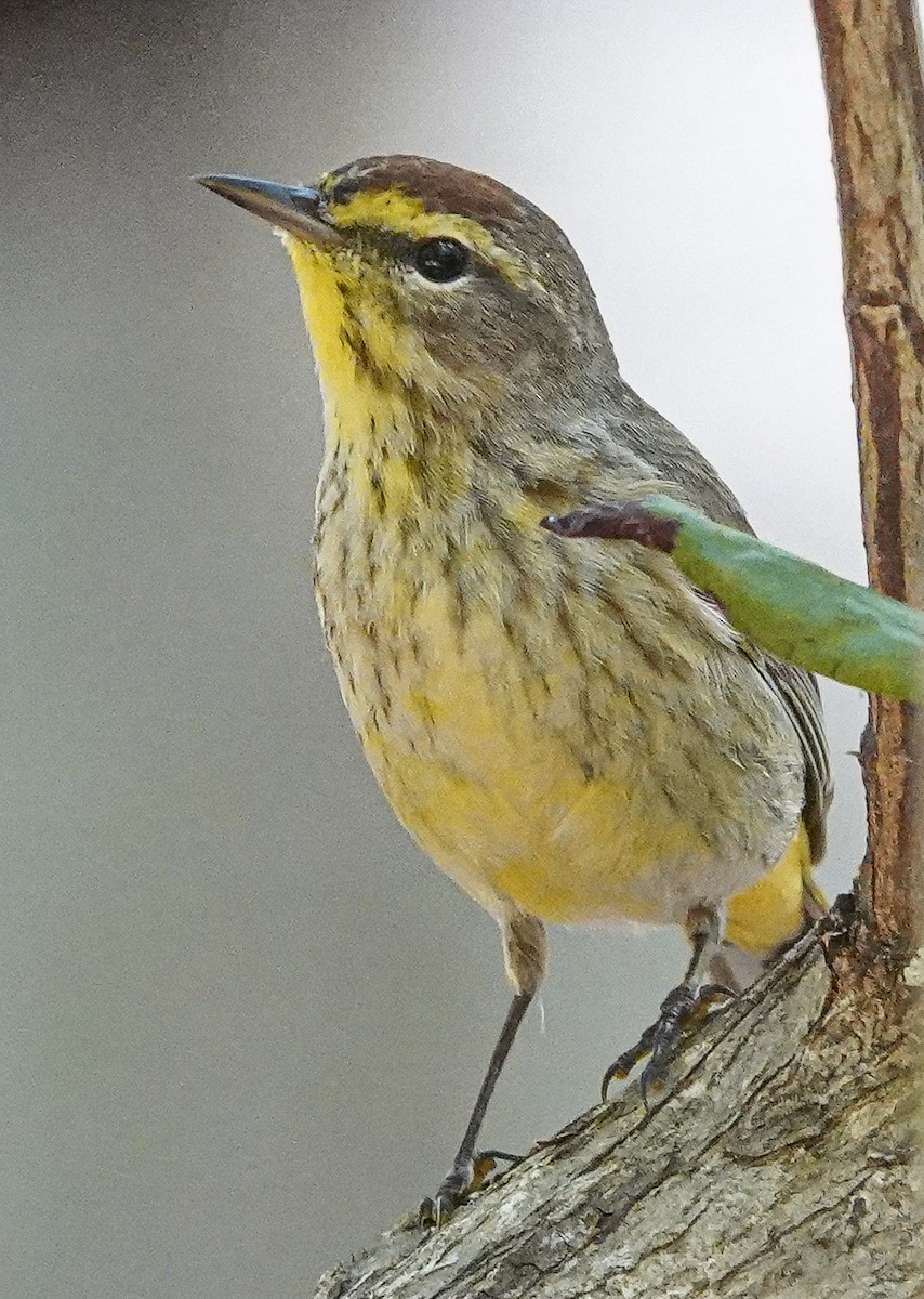 Paruline à couronne rousse - ML617533435