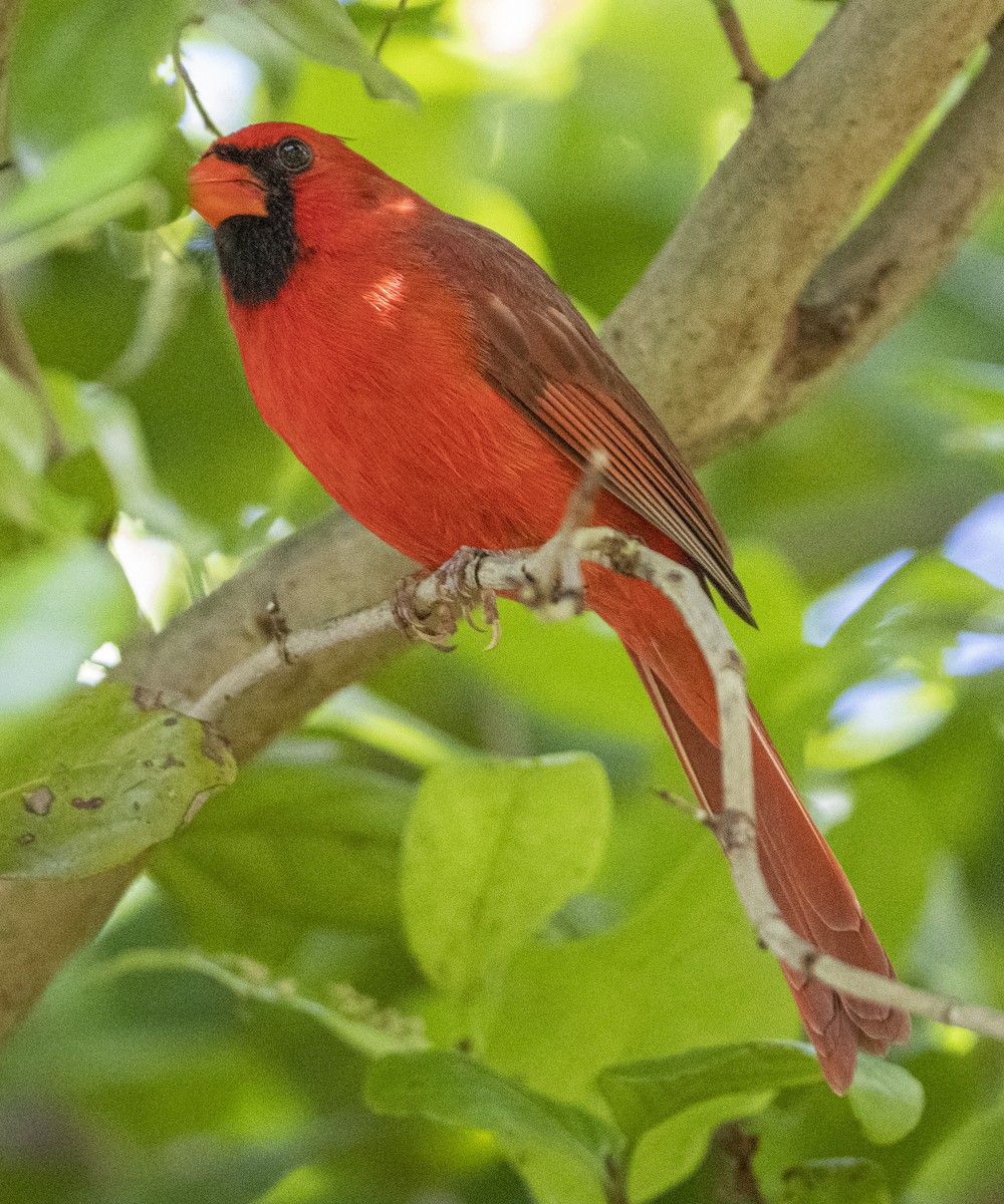 Cardinal rouge - ML617533454