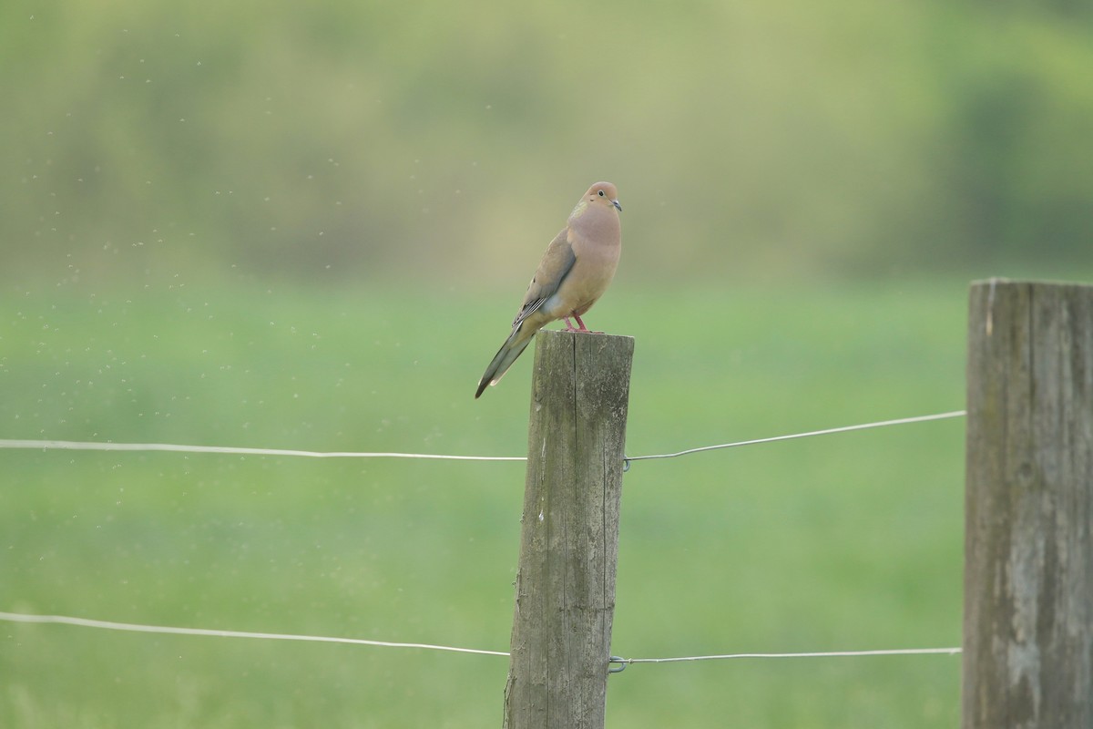 Mourning Dove - ML617533502