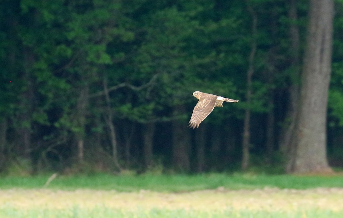 Northern Harrier - ML617533514