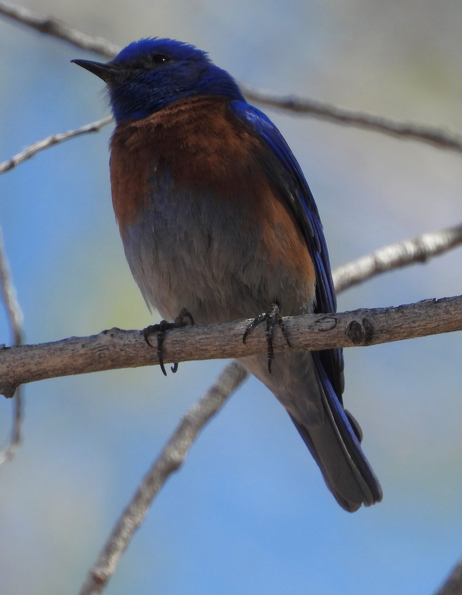 Western Bluebird - Mark Romero