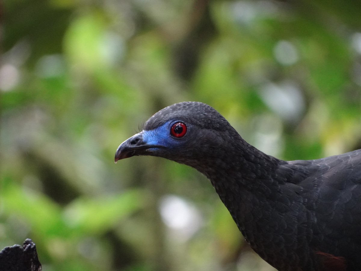 Sickle-winged Guan - Francisco Sornoza