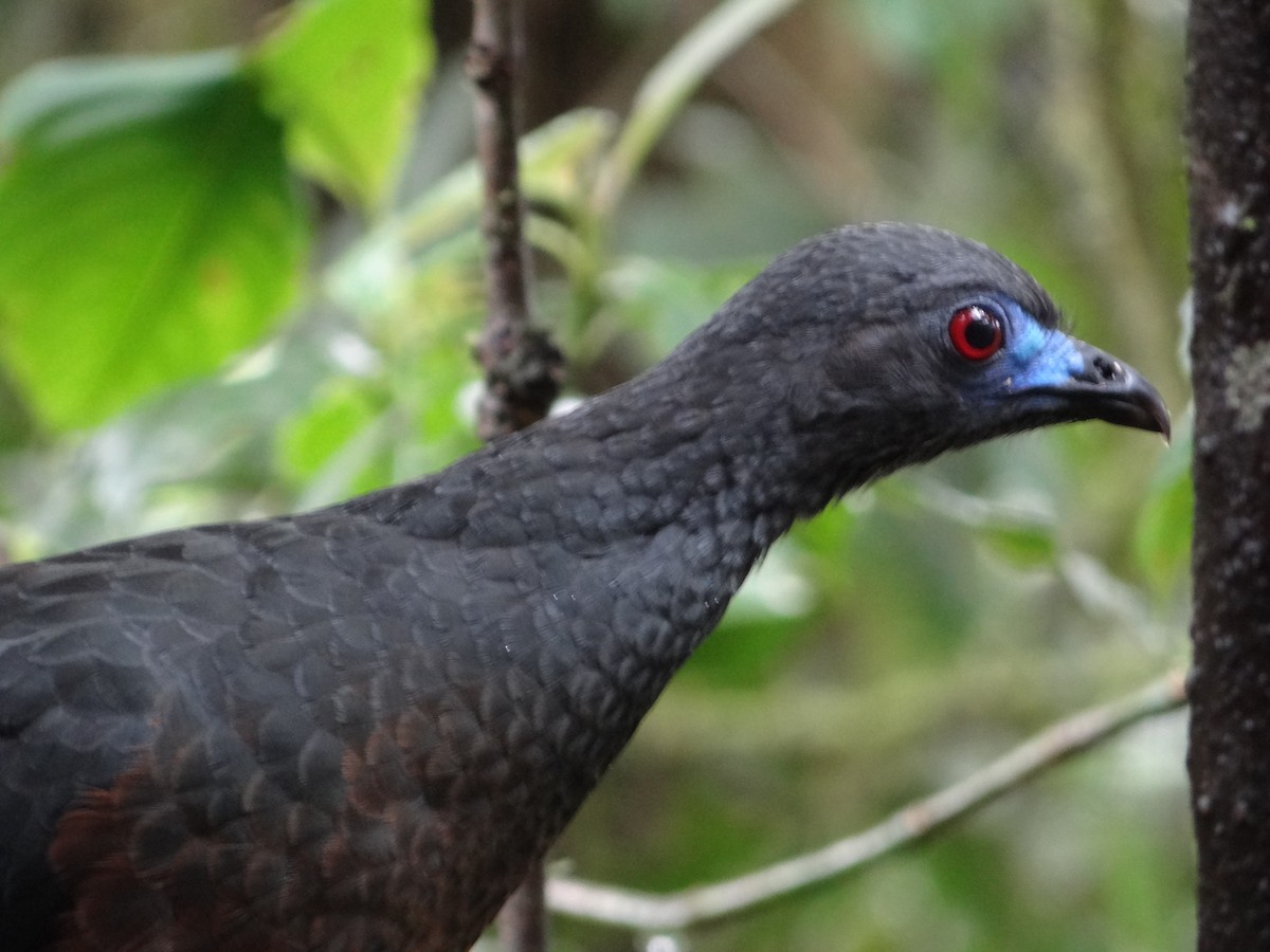 Sickle-winged Guan - ML617533519