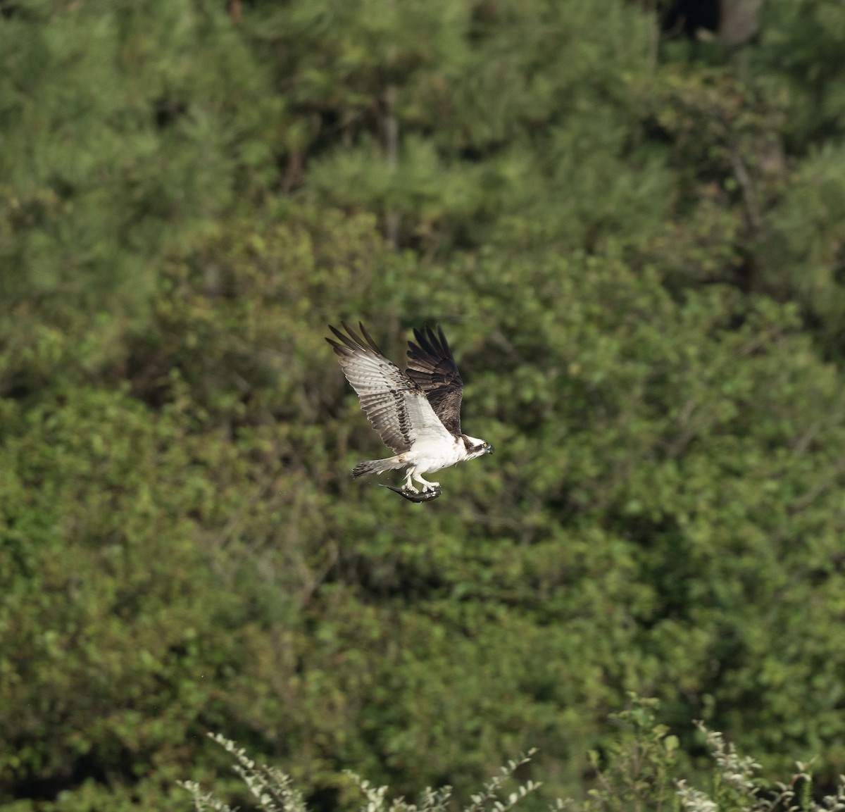 Osprey - Anand ramesh