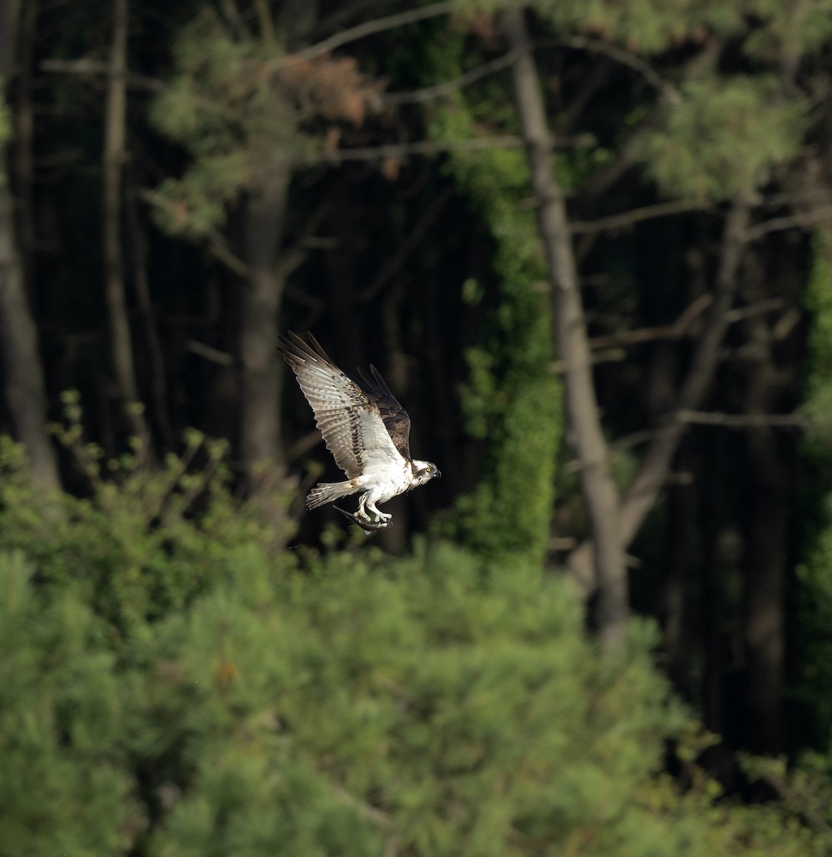 Osprey - Anand ramesh