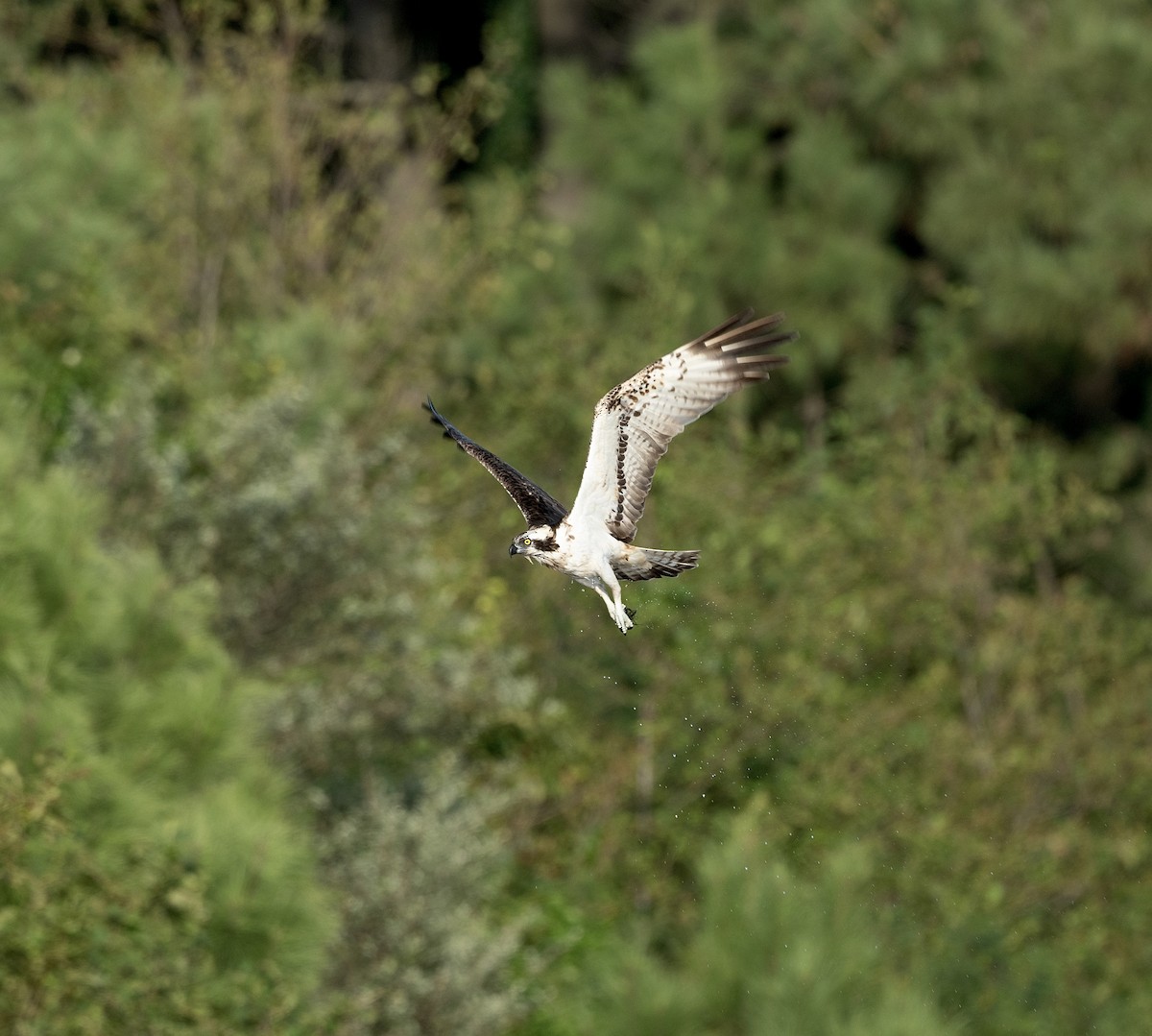 Osprey - Anand ramesh