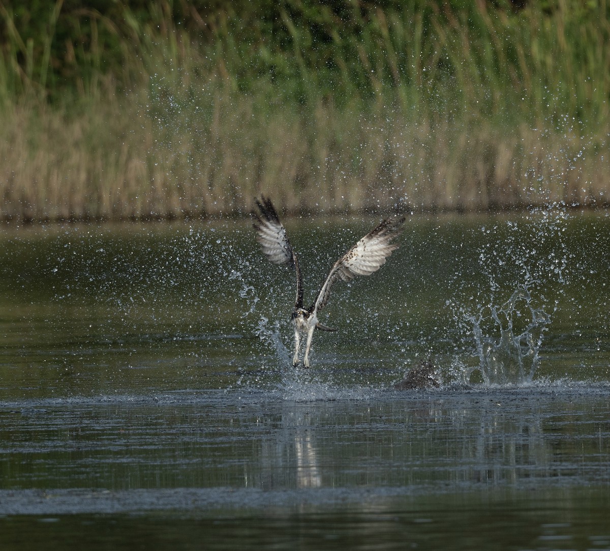 Osprey - Anand ramesh