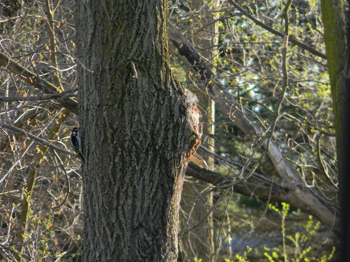 Downy Woodpecker - ML617533586