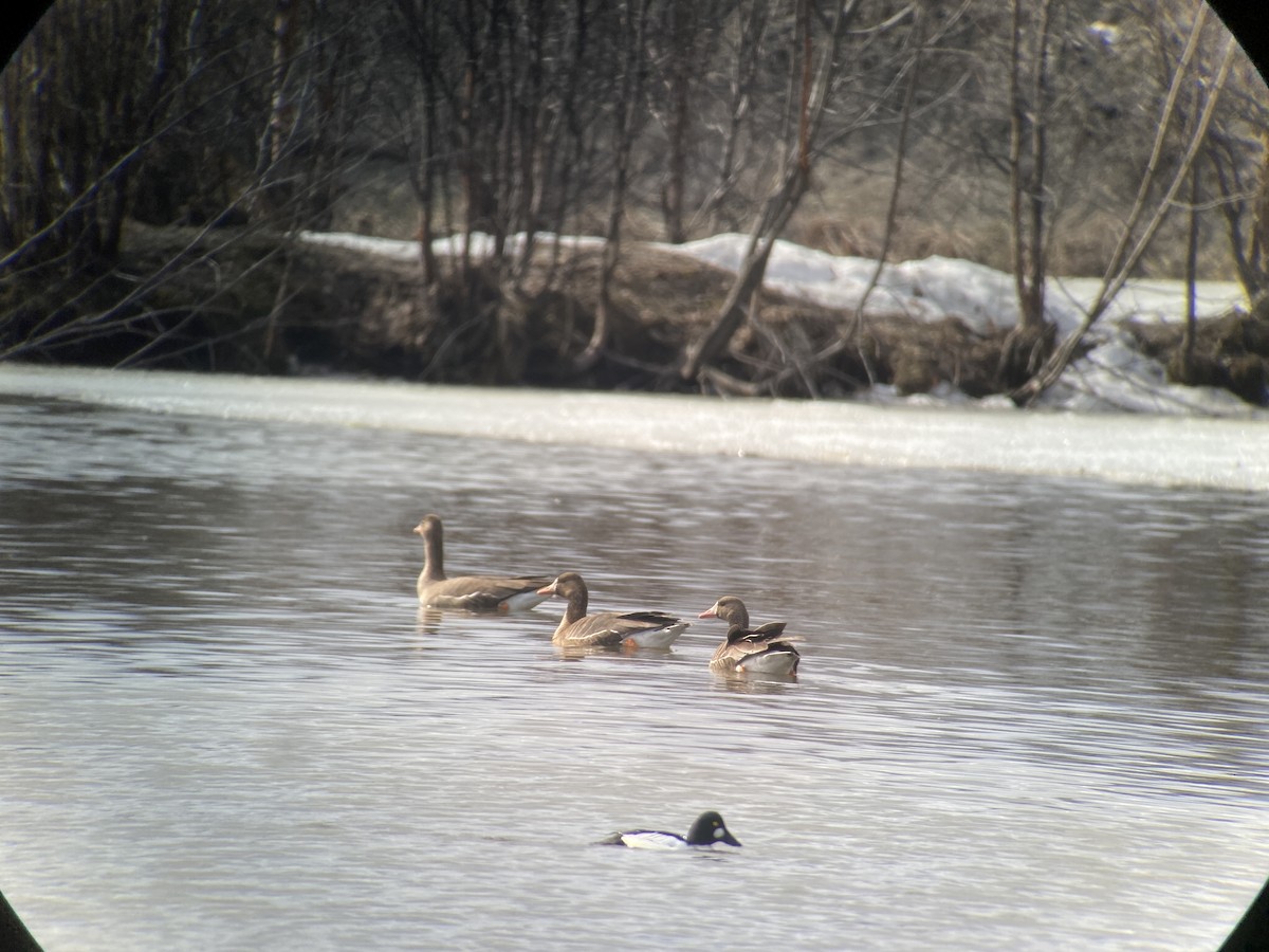 Greater White-fronted Goose - ML617533616