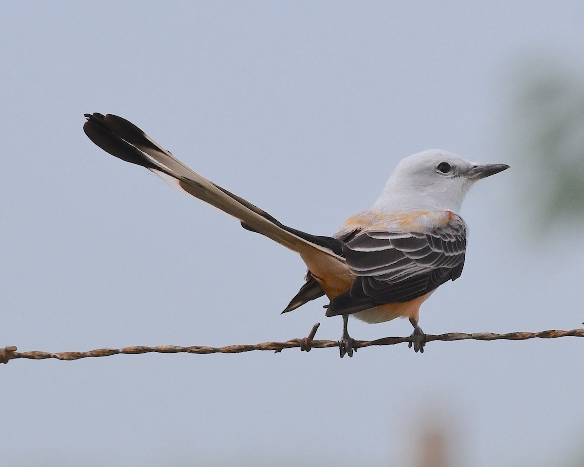 Scissor-tailed Flycatcher - ML617533618