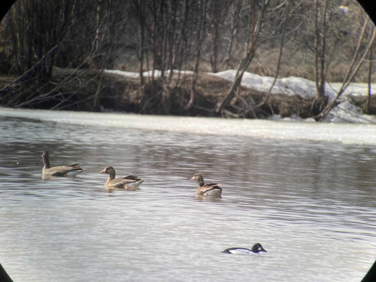 Greater White-fronted Goose - David Sonneborn