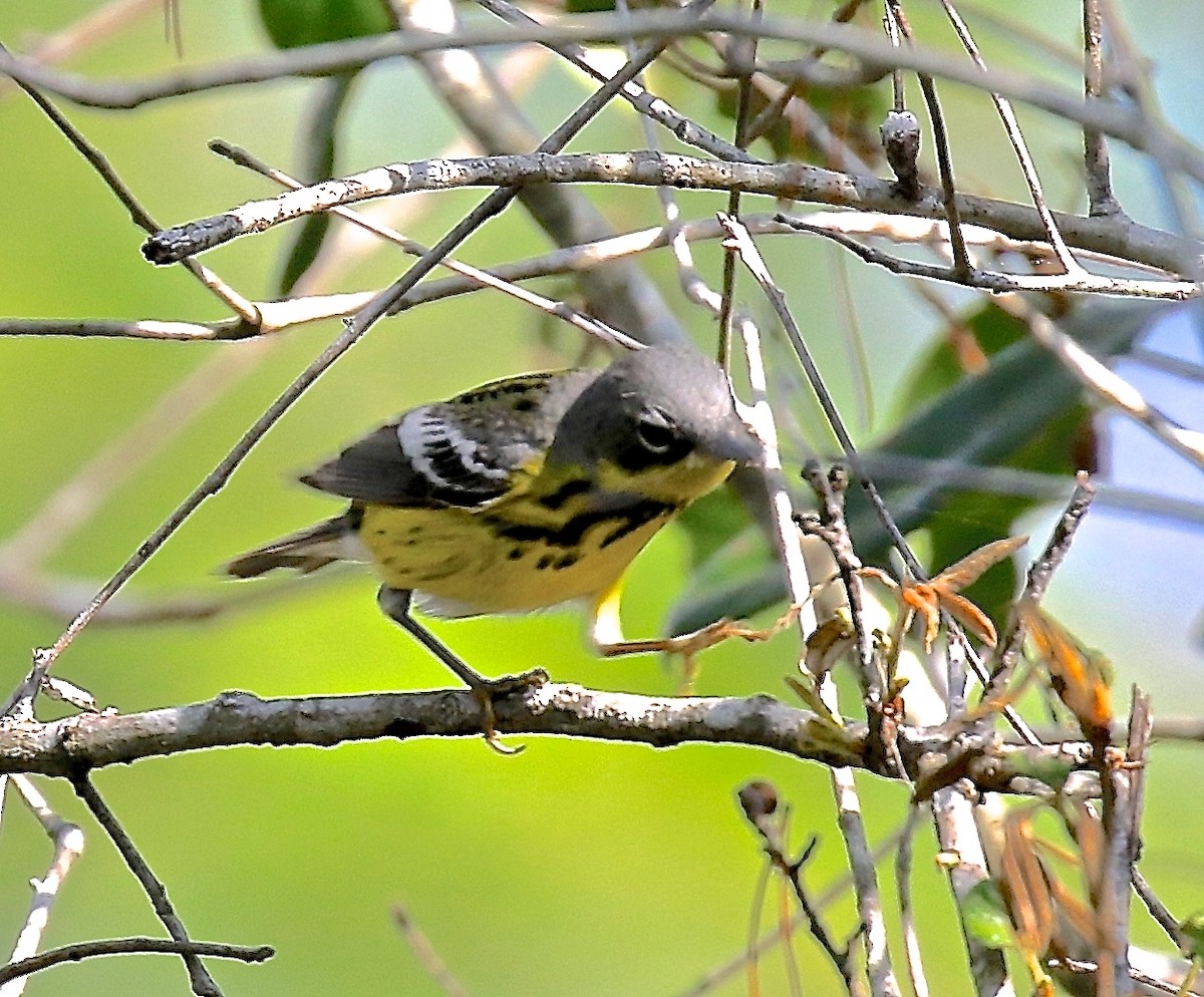 Magnolia Warbler - ML617533632