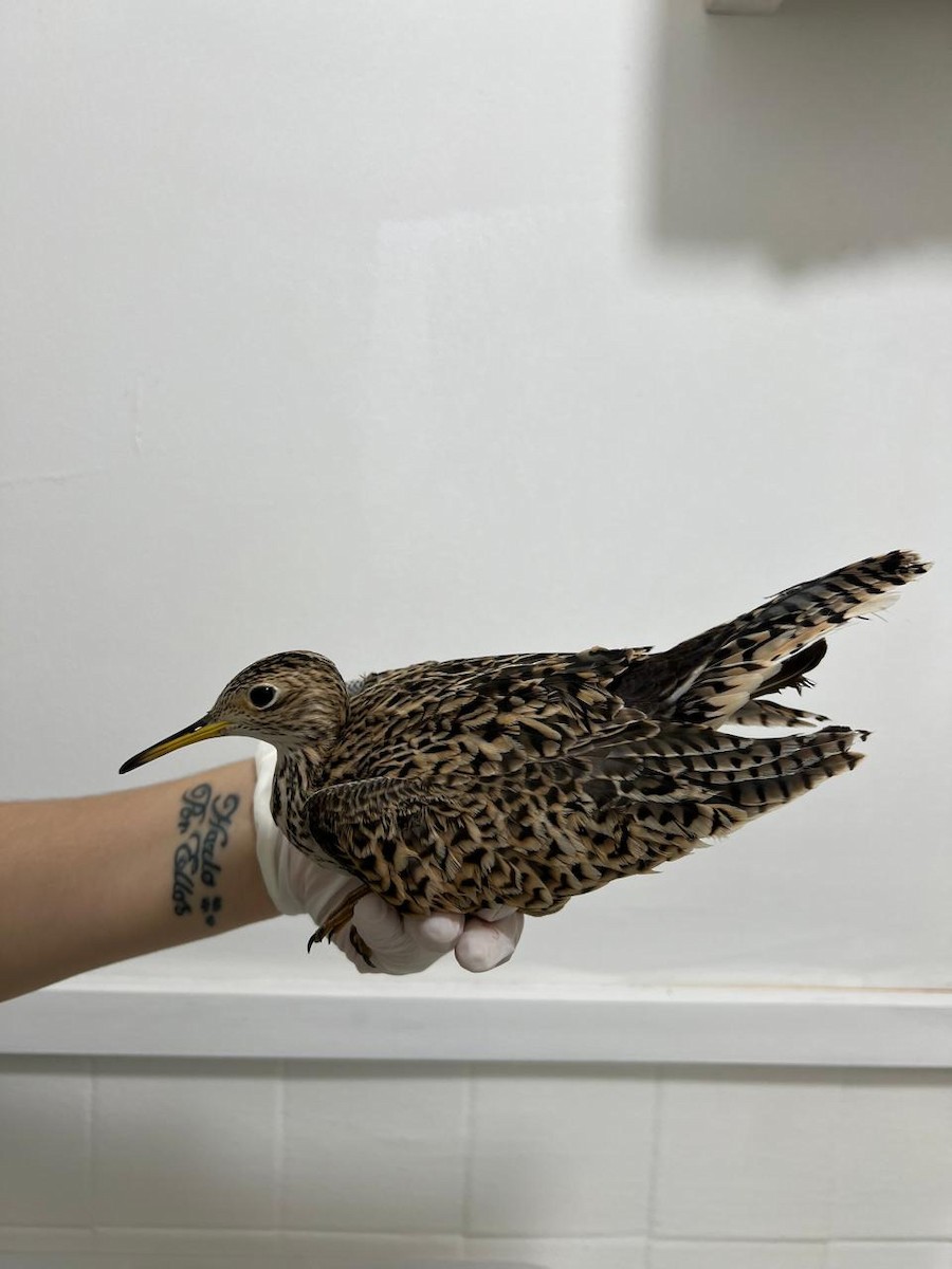 Upland Sandpiper - ML617533661