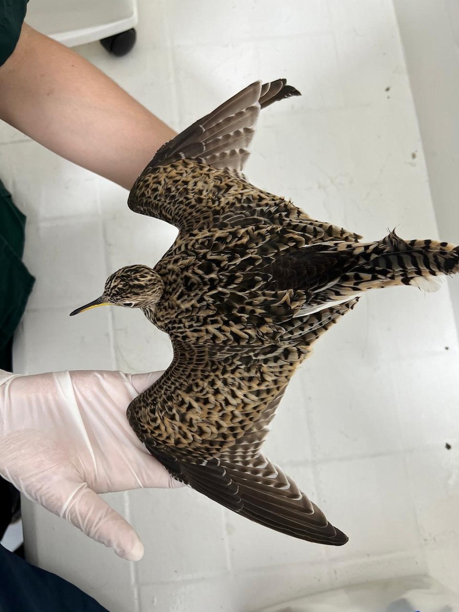 Upland Sandpiper - Victor Quiroz