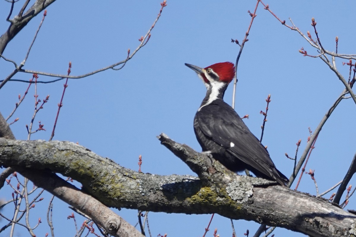 Pileated Woodpecker - ML617533669