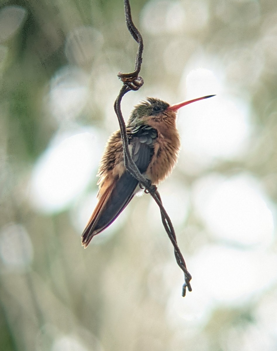 kolibřík ryšavý - ML617533677