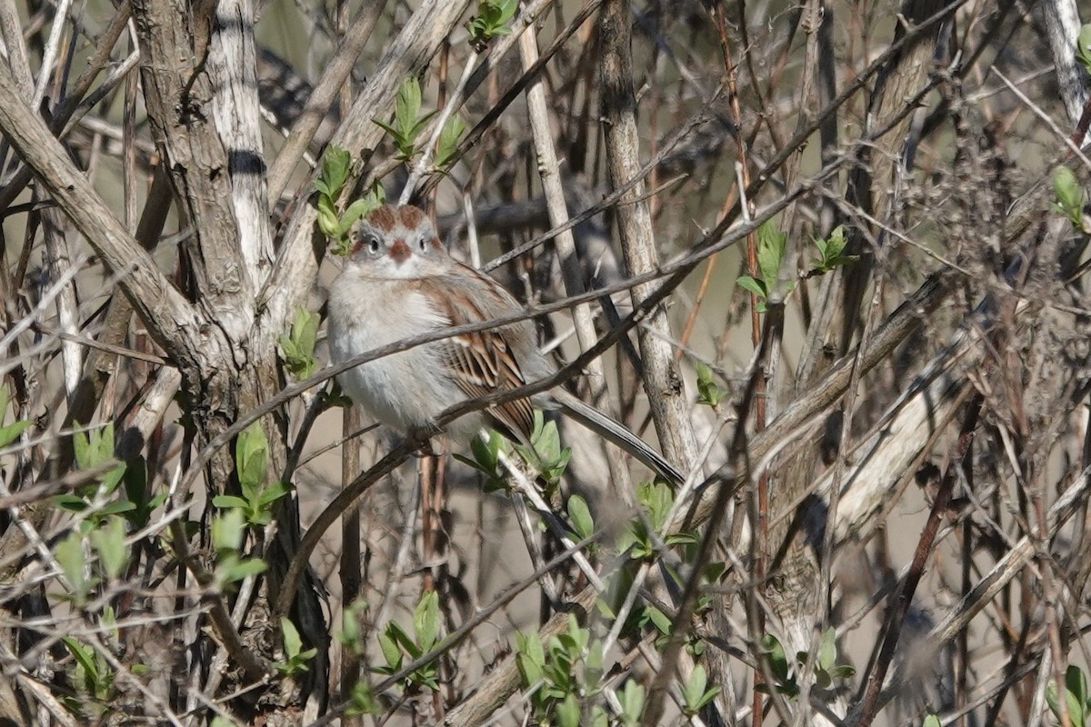 Field Sparrow - ML617533678