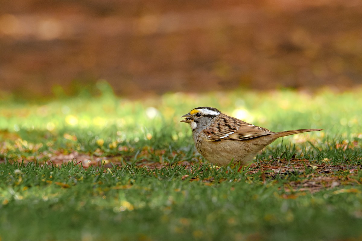 White-throated Sparrow - ML617533687