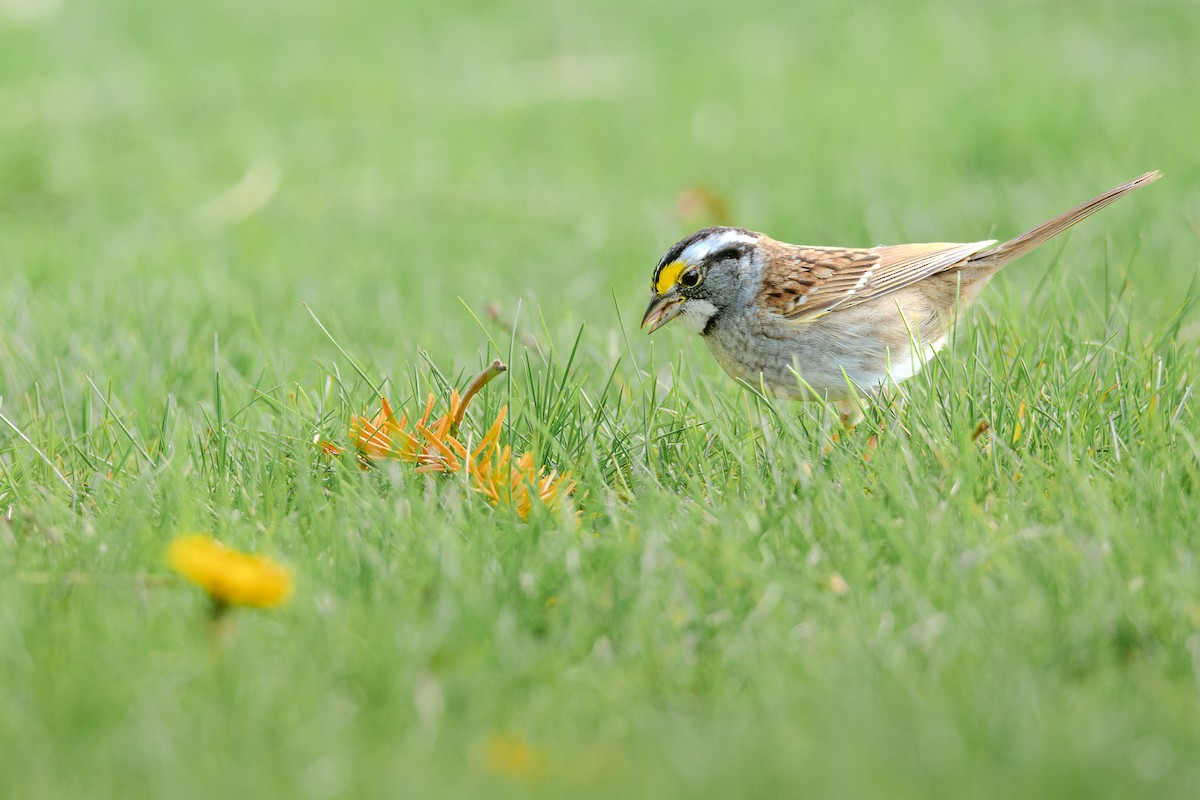 White-throated Sparrow - ML617533688