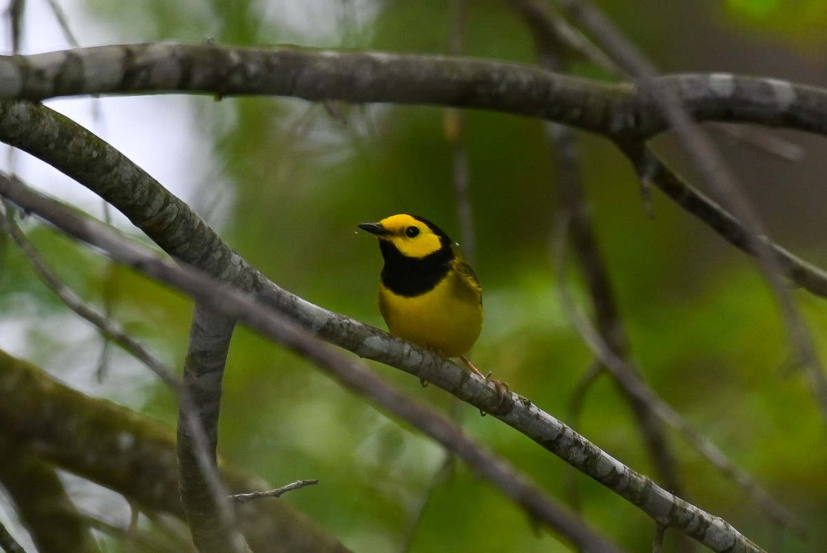 Hooded Warbler - Patty Masten