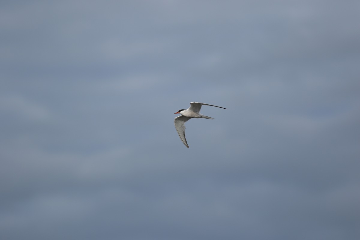 Common Tern - ML617533860