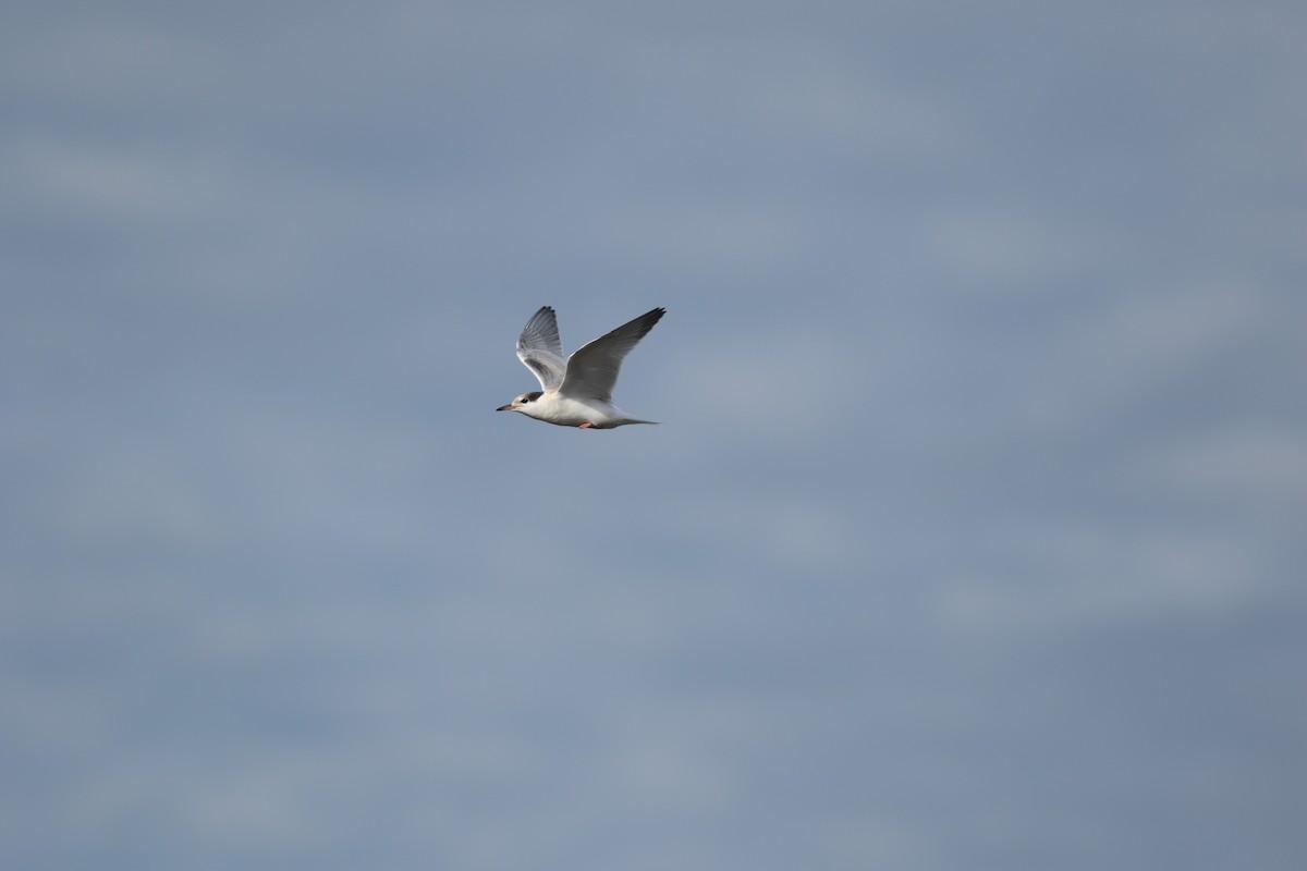 Common Tern - ML617533861