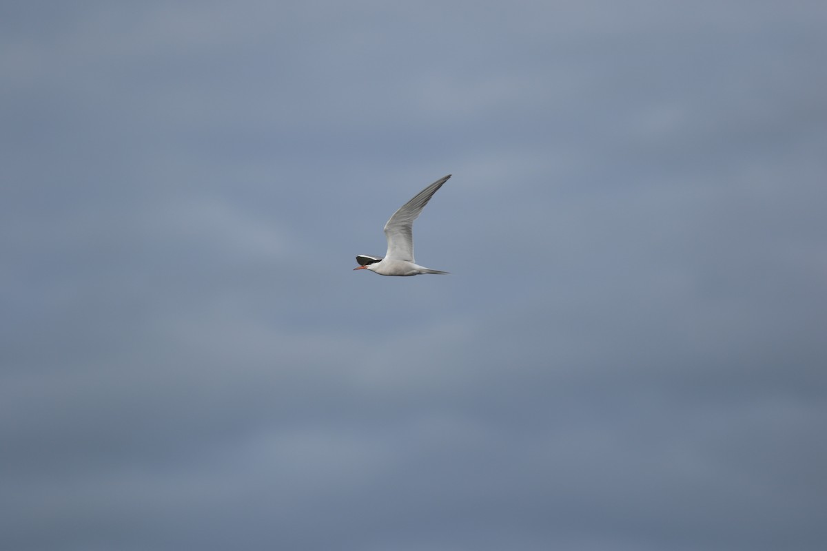 Common Tern - ML617533862