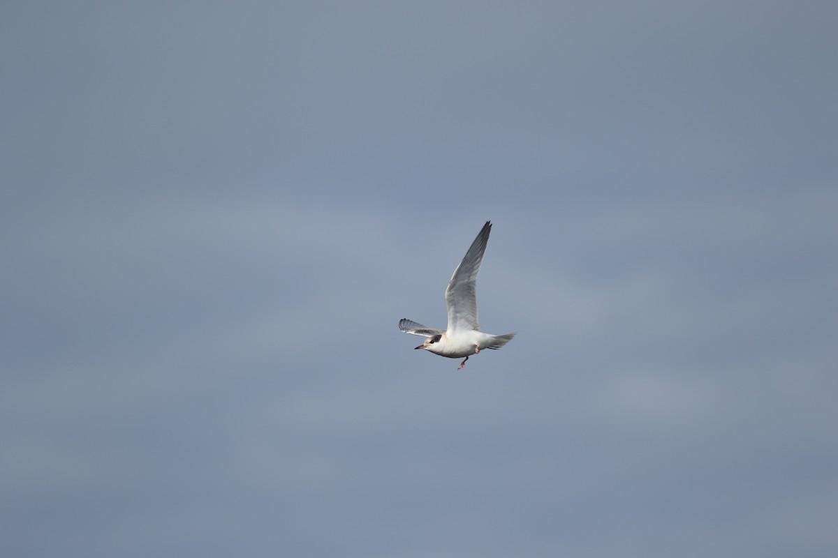 Common Tern - ML617533864