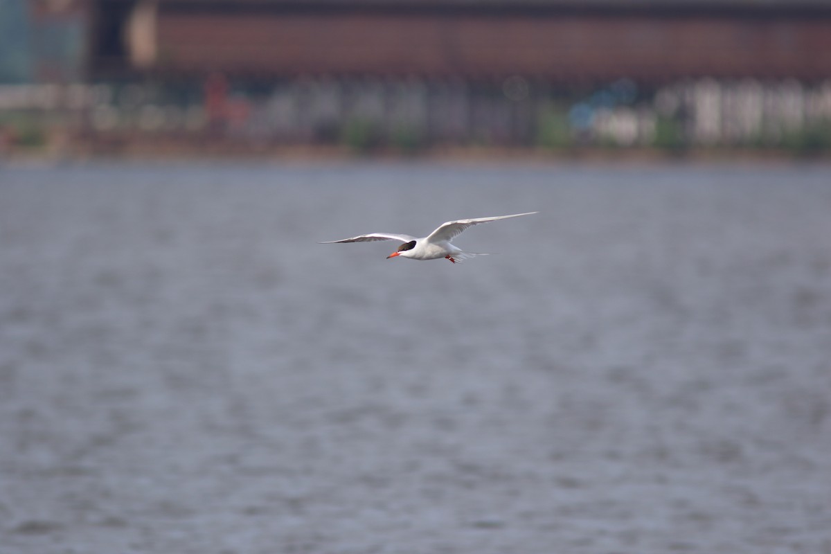 Common Tern - ML617533866