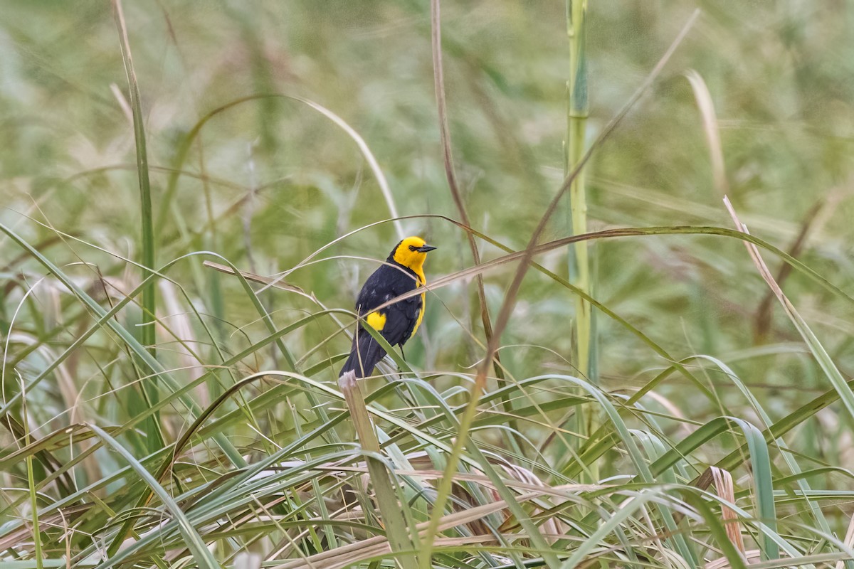 Saffron-cowled Blackbird - Jodi Boe