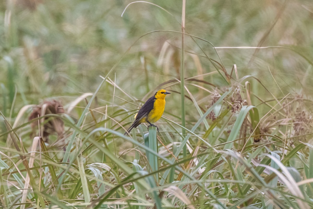 Saffron-cowled Blackbird - Jodi Boe