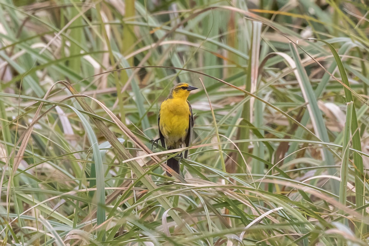 Saffron-cowled Blackbird - Jodi Boe