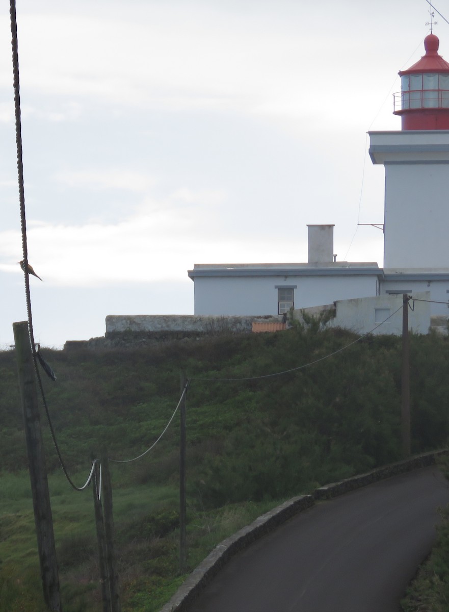 European Bee-eater - ML617533890