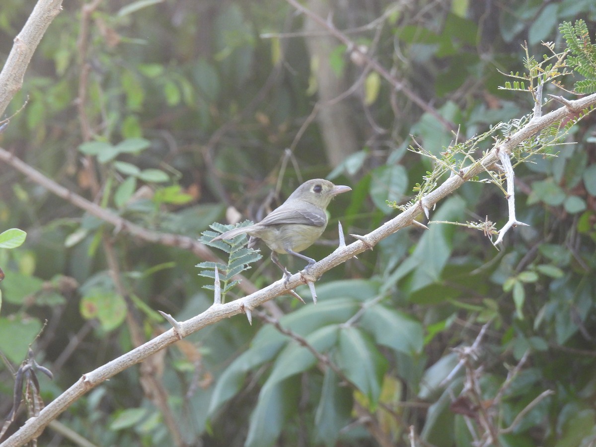 Cuban Vireo - ML617533895