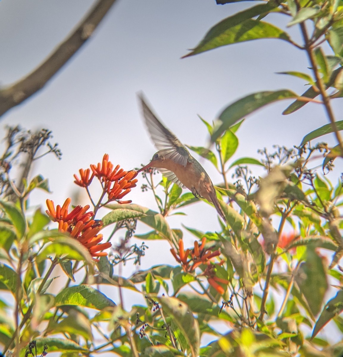 kolibřík ryšavý - ML617533909