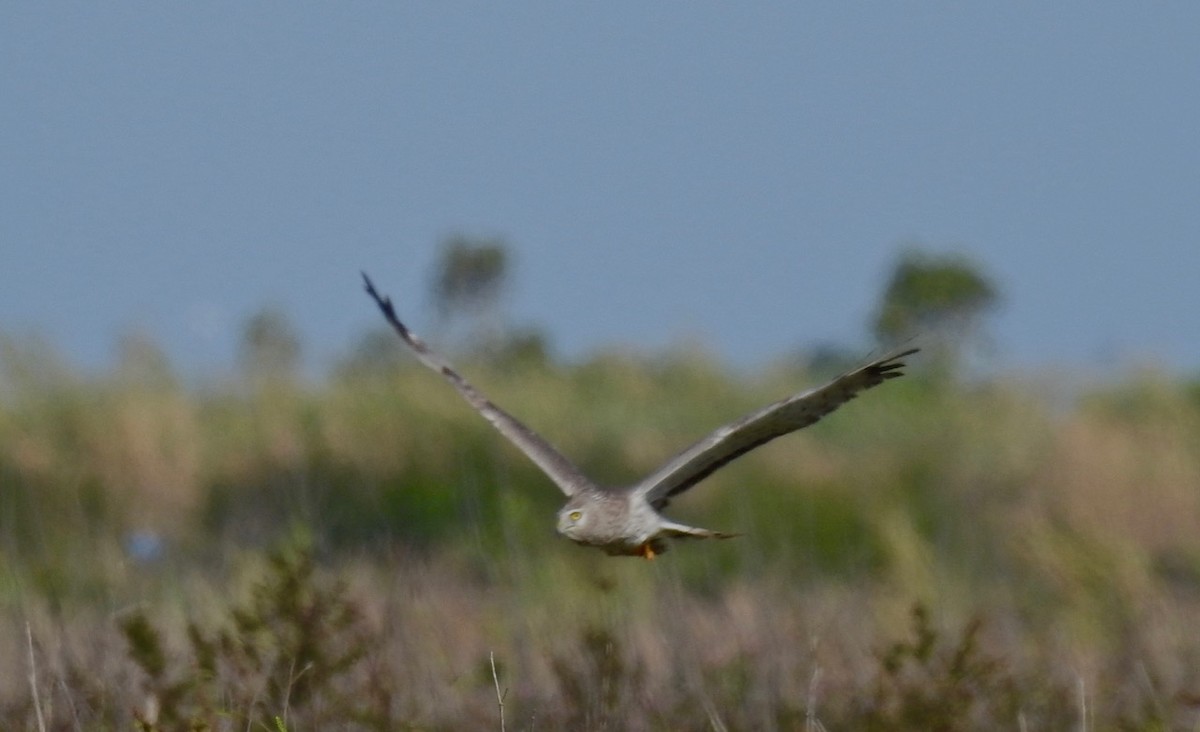 Northern Harrier - ML617533950