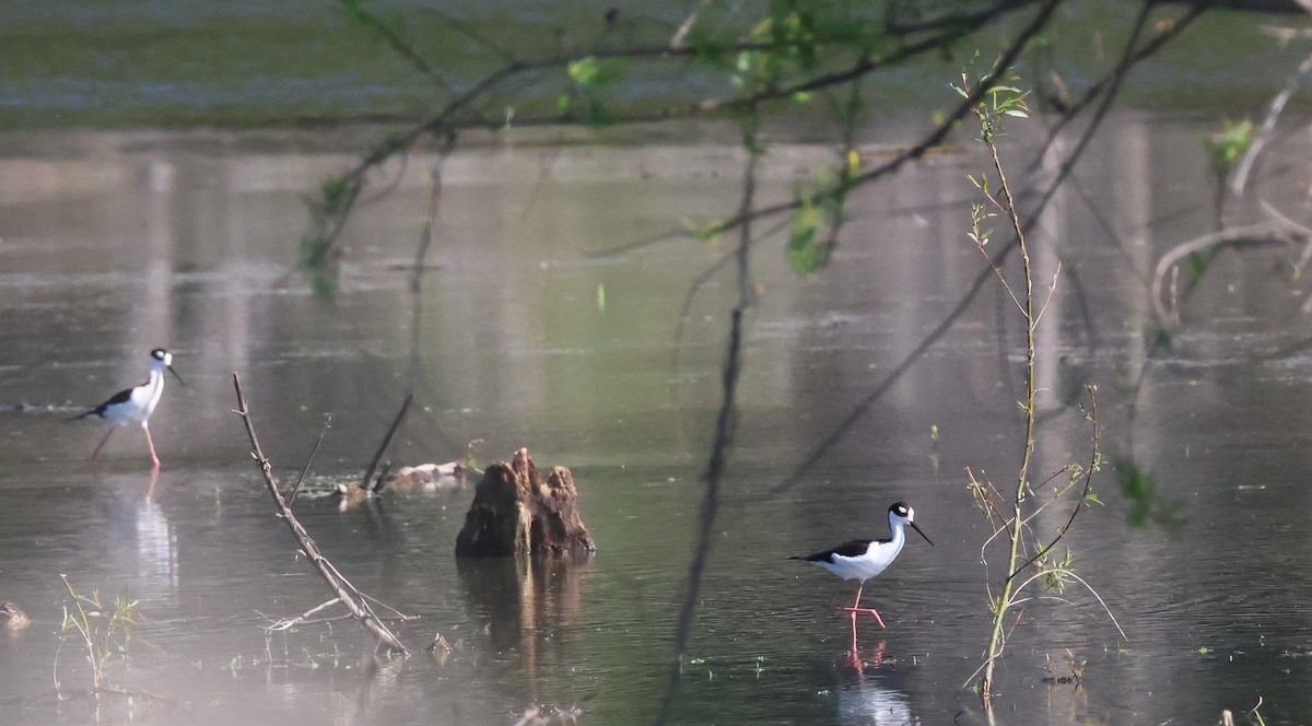 Black-necked Stilt - Stacia Novy