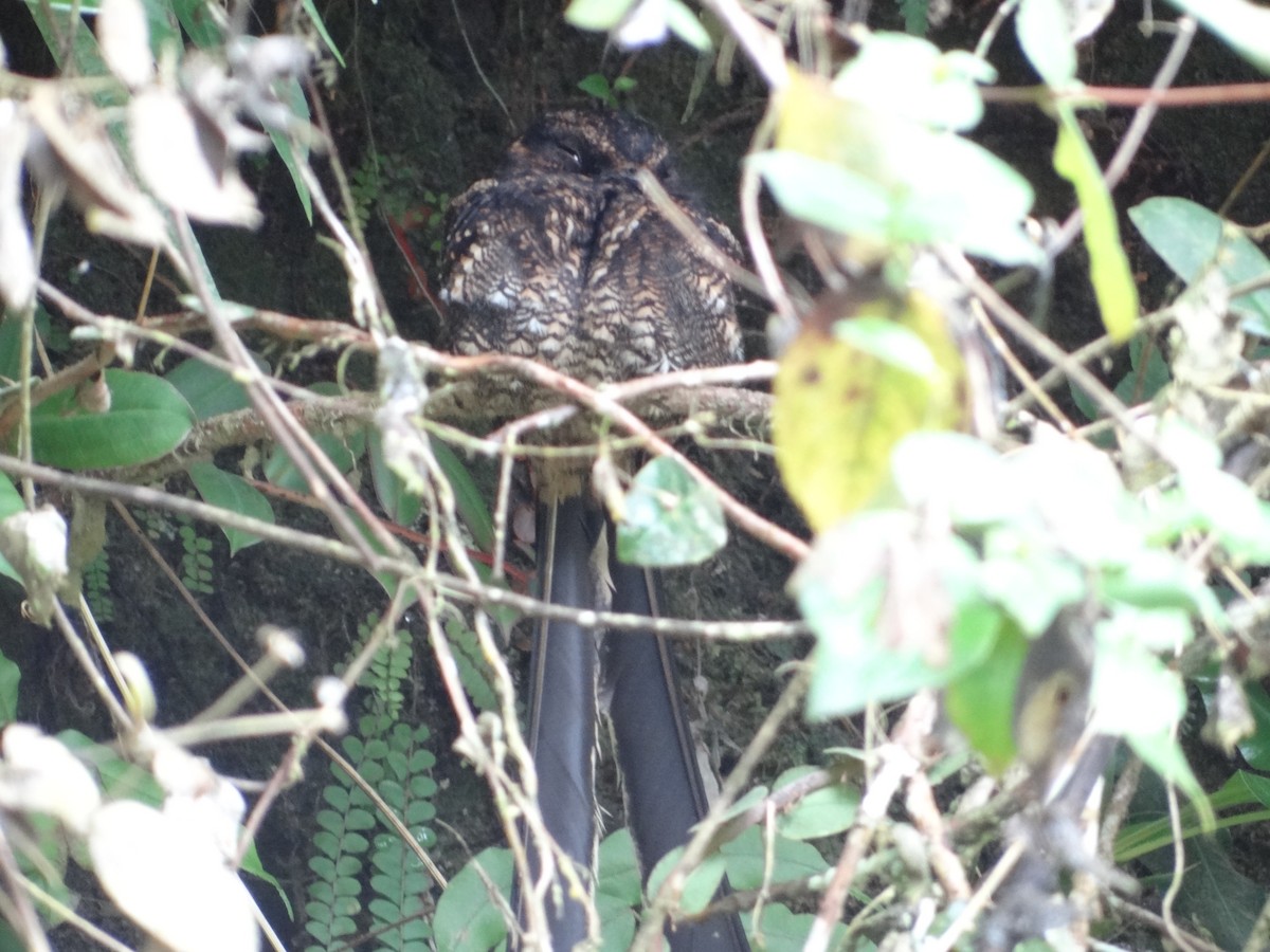 Lyre-tailed Nightjar - ML617534013