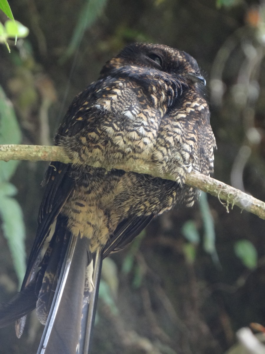 Lyre-tailed Nightjar - ML617534016