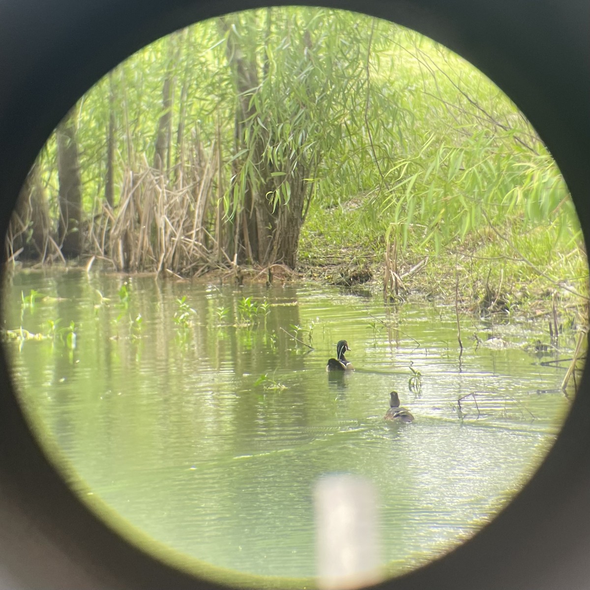 Wood Duck - ML617534028