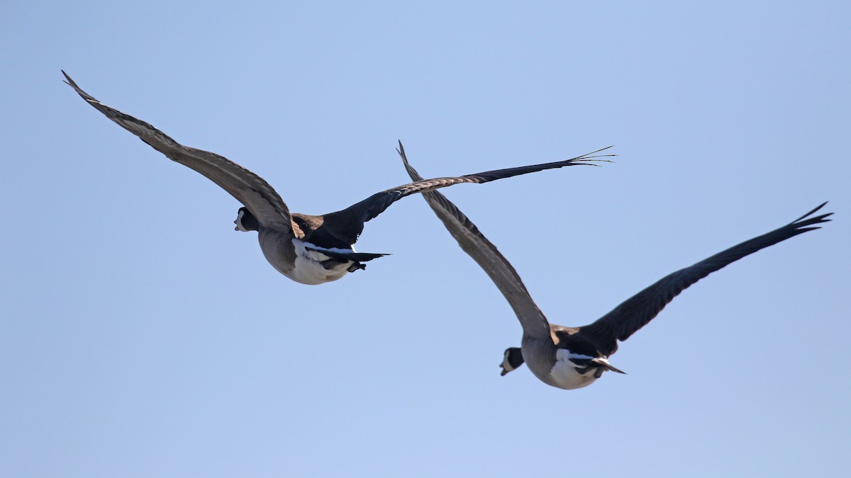 Canada Goose - Jim Sims