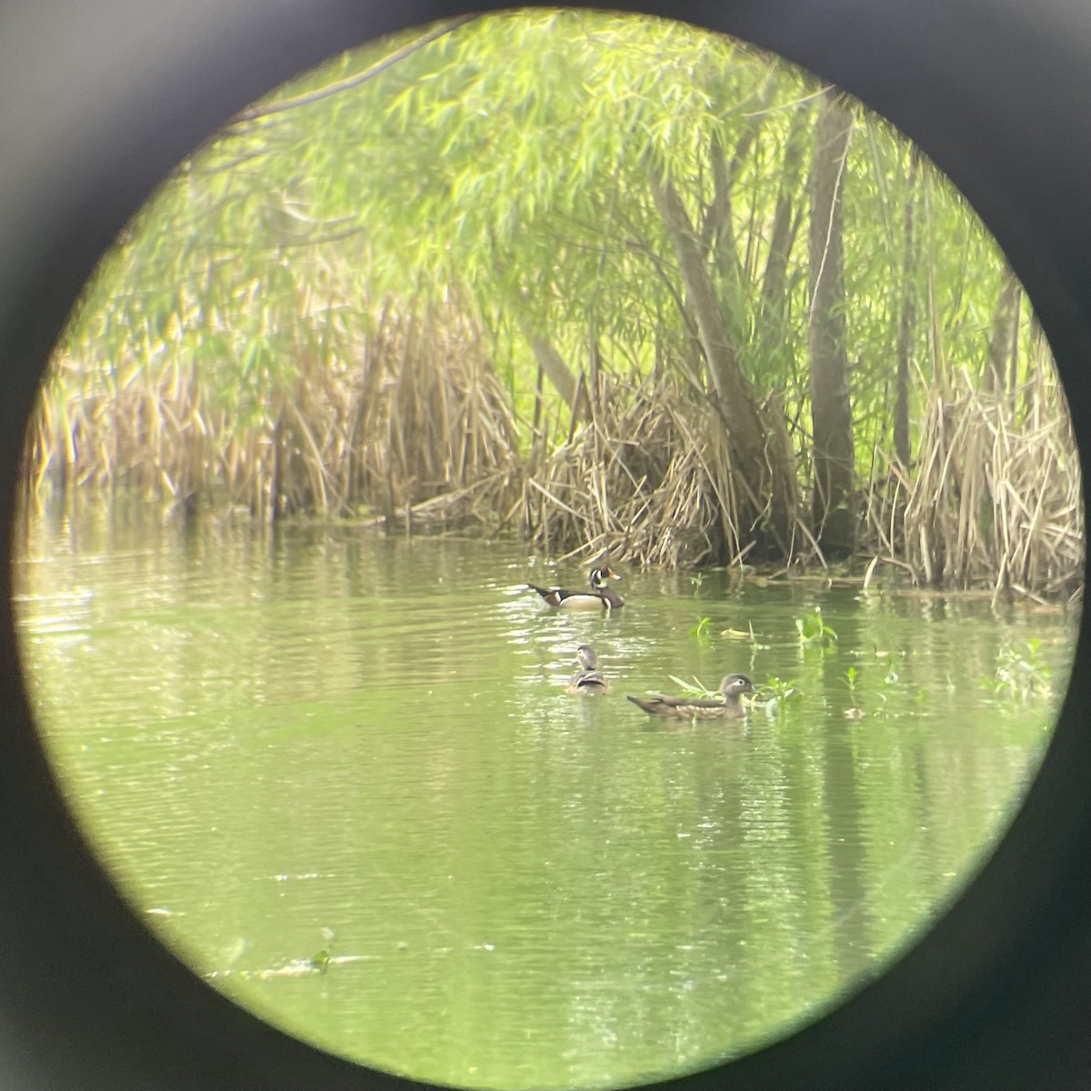 Wood Duck - ML617534041