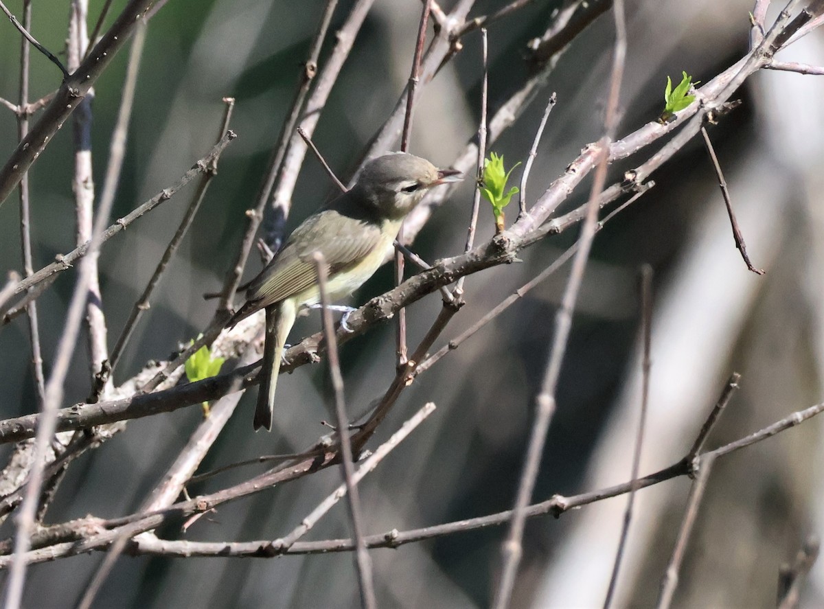 Warbling Vireo - Stacia Novy