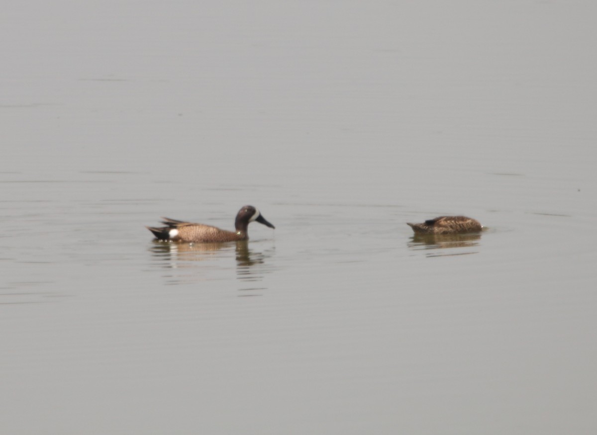 Blue-winged Teal - ML617534052