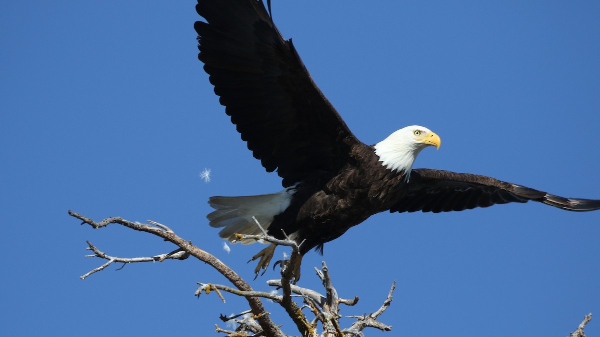 Bald Eagle - Jim Sims