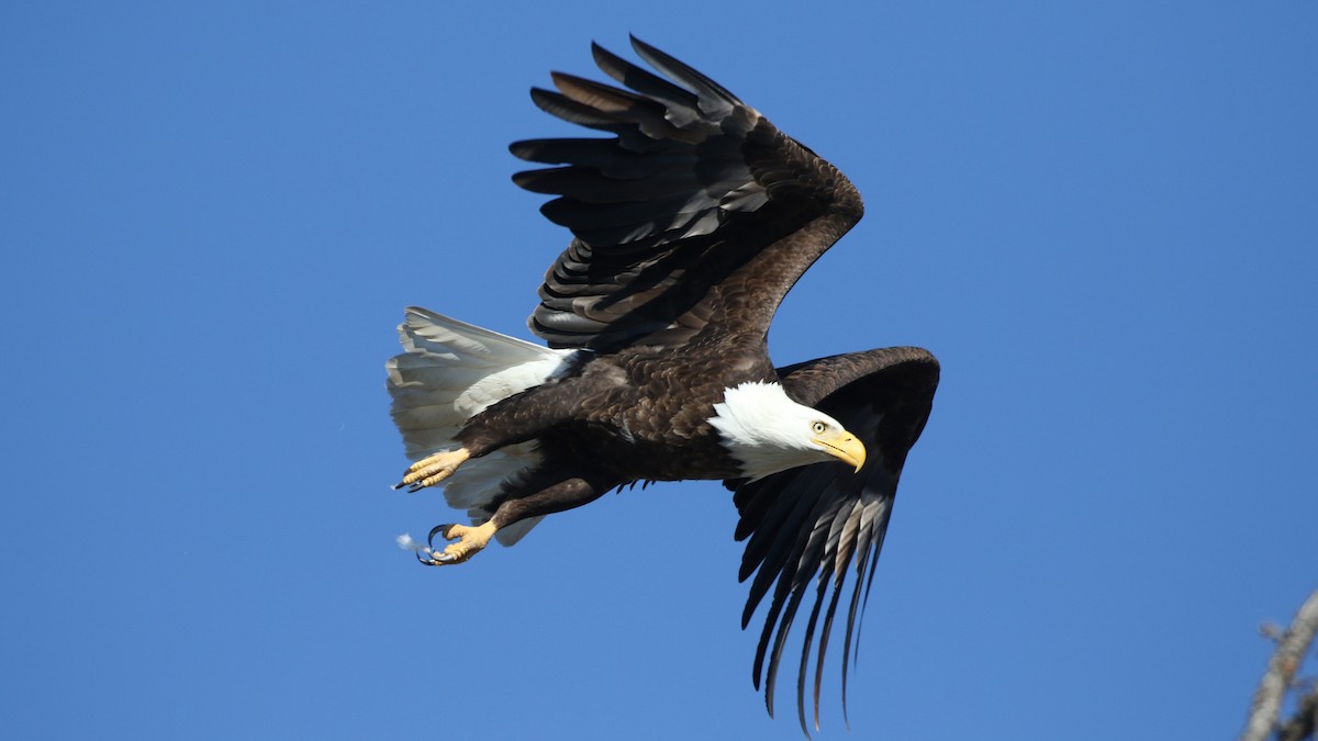 Bald Eagle - Jim Sims