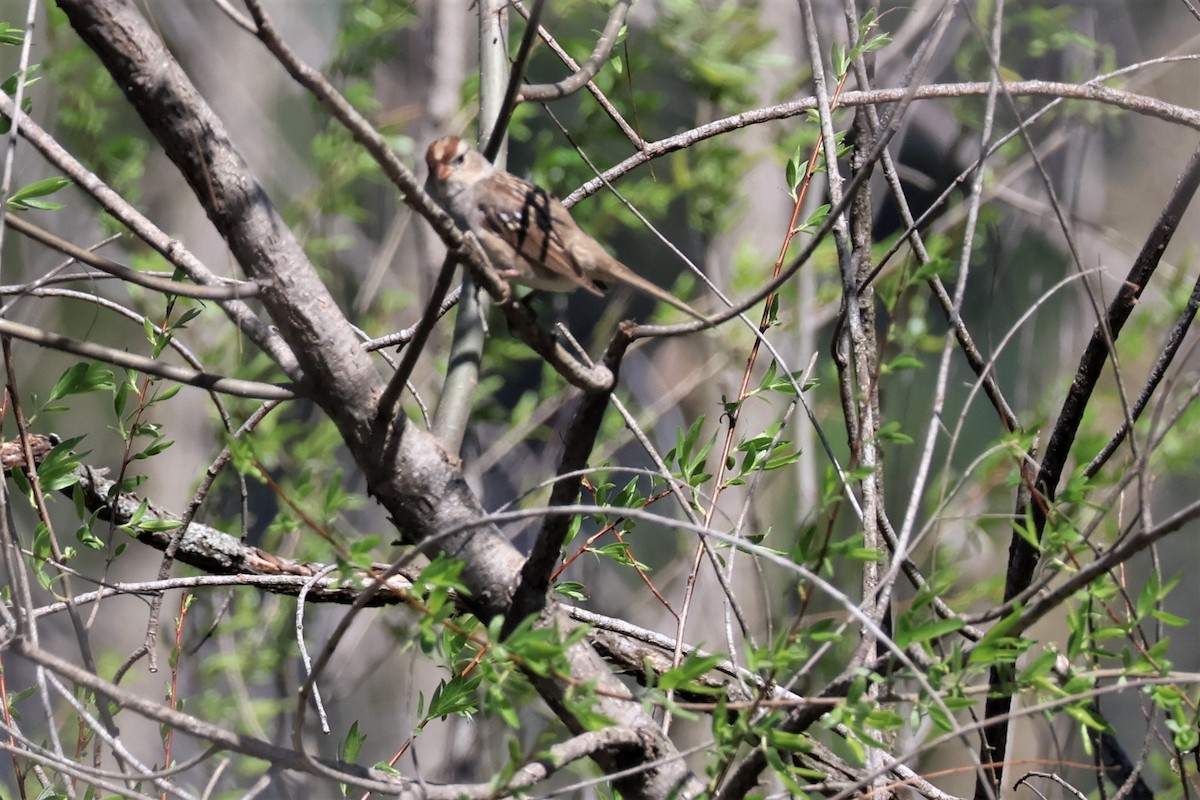 White-crowned Sparrow - Stacia Novy