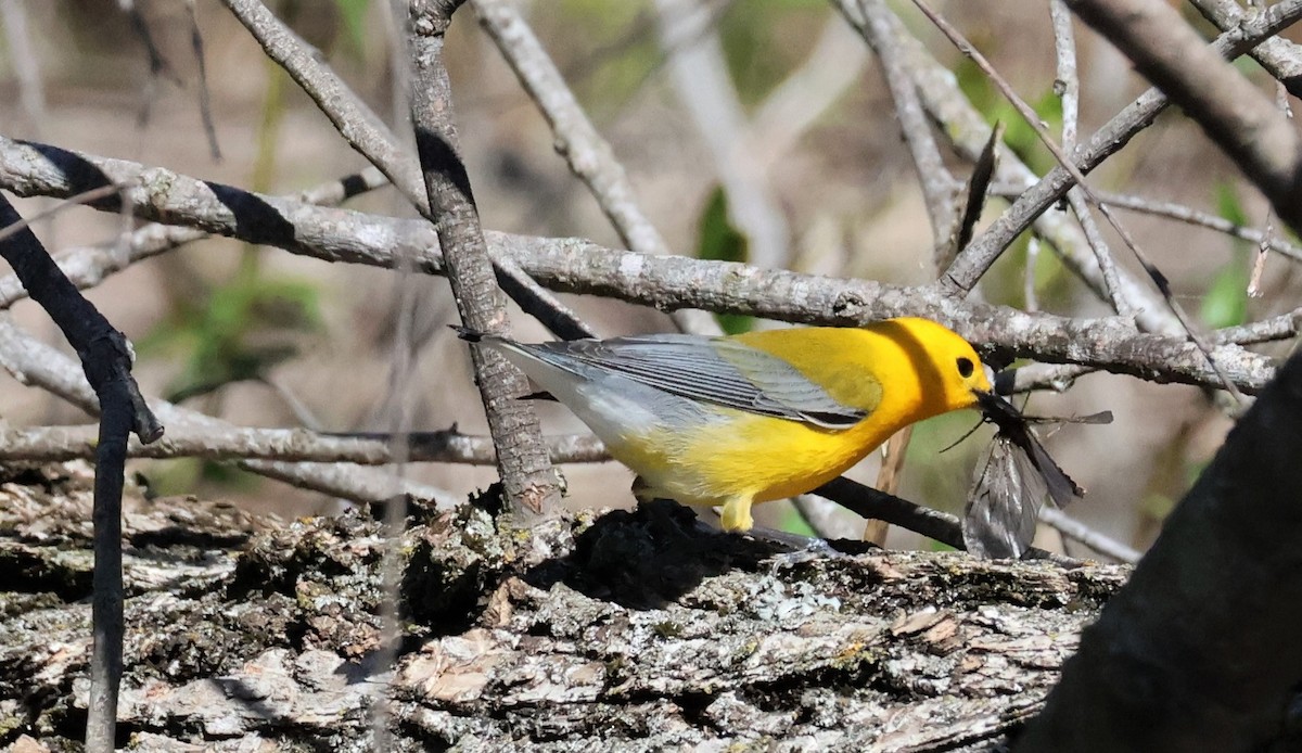 Prothonotary Warbler - Stacia Novy