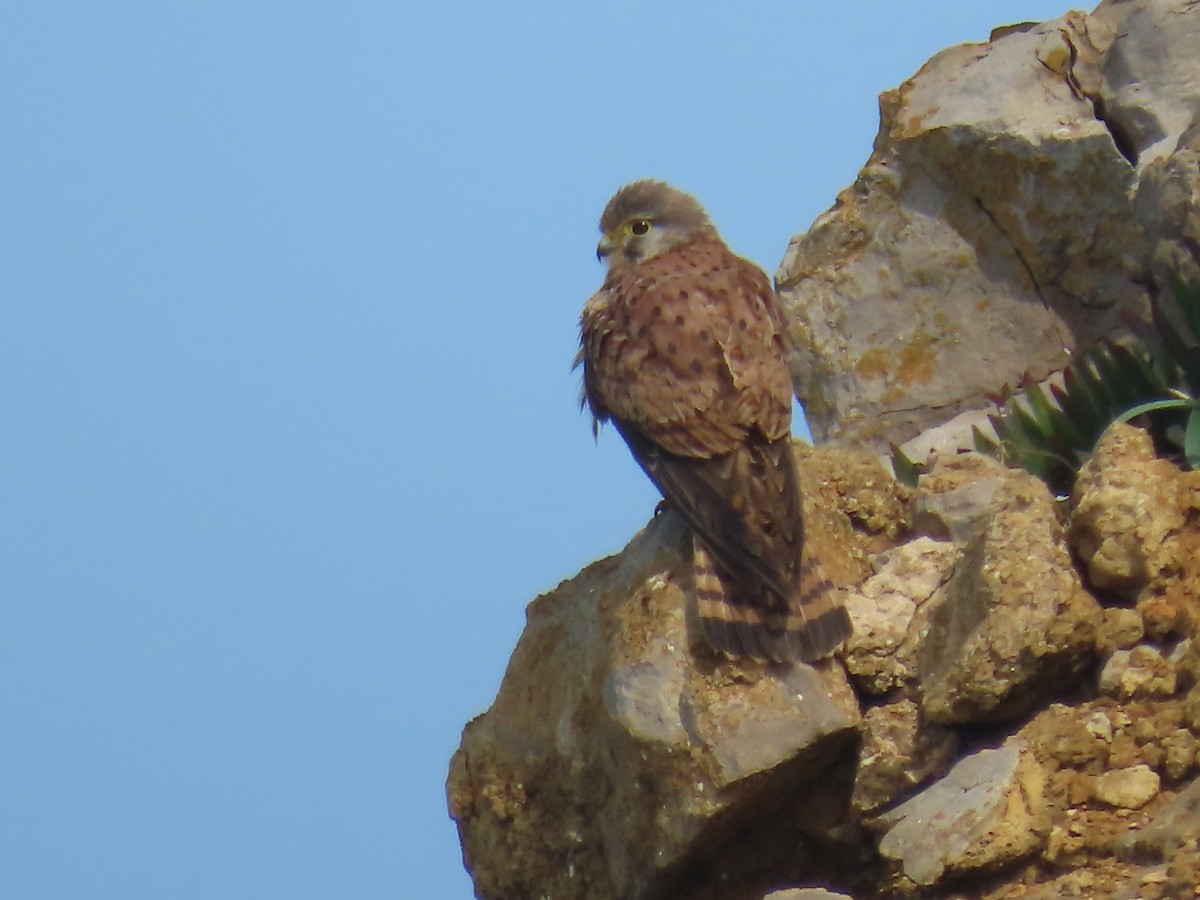 Eurasian Kestrel - ML617534135